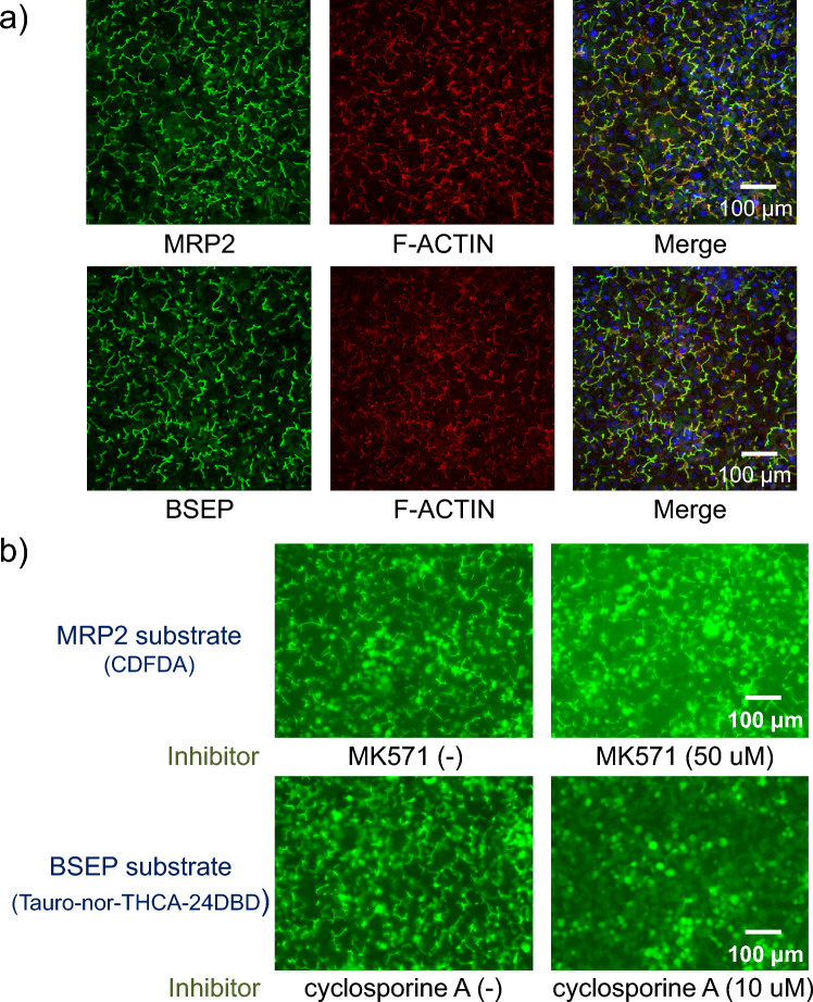 PMC11272753 – Fig2