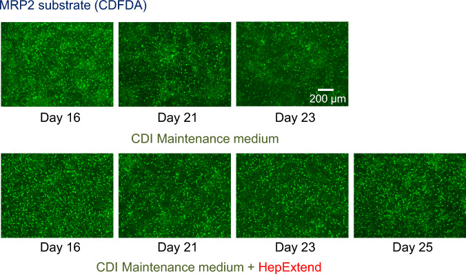 PMC11272753 – Fig5
