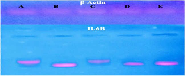 PMC11111484 – Fig2
