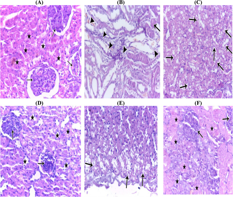 PMC11111484 – Fig5
