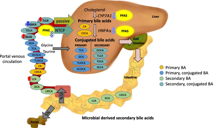 PMC7118038 – Fig4