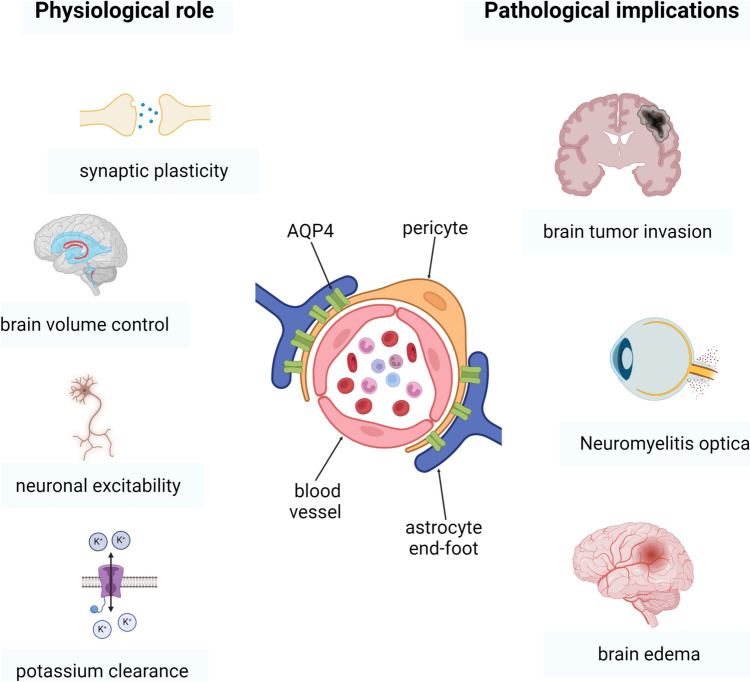 PMC11306651 – Fig1