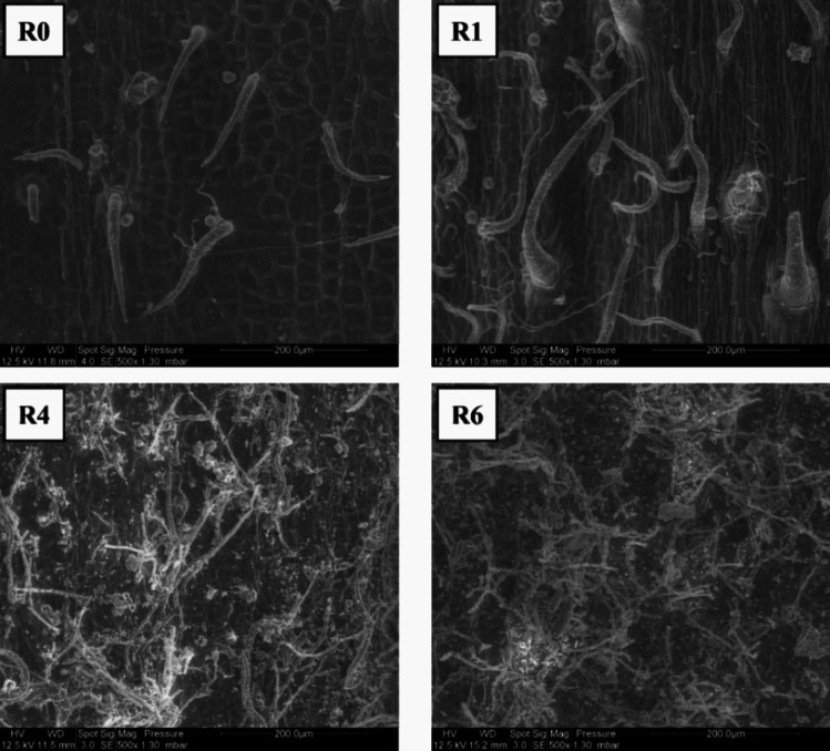 PMC11538233 – Fig4