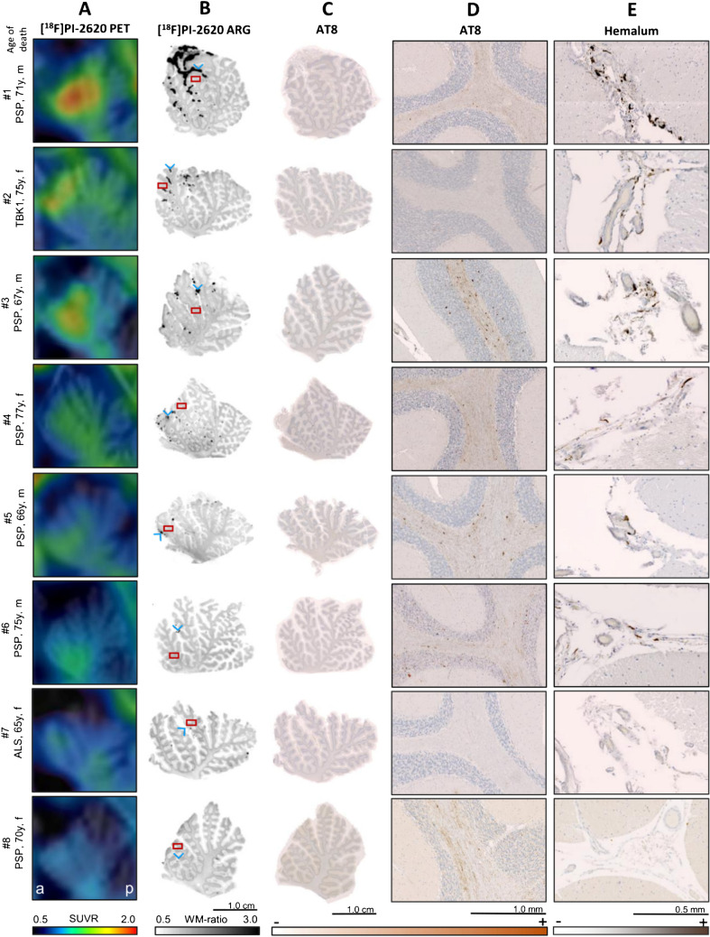 PMC12316827 – Fig4