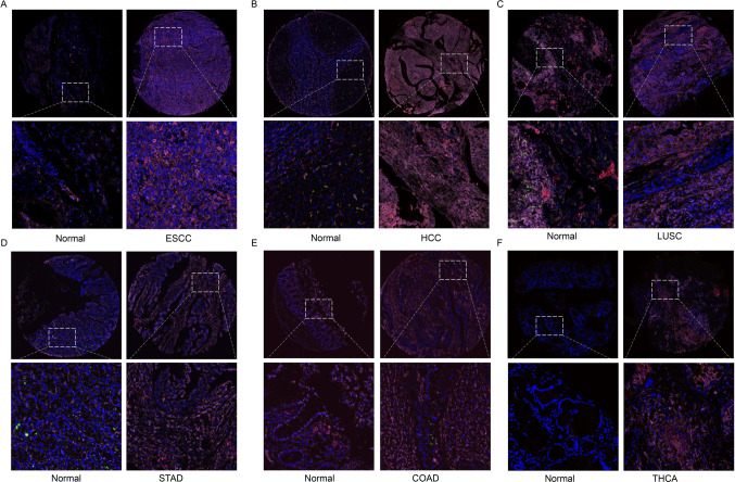 PMC10822802 – Fig7