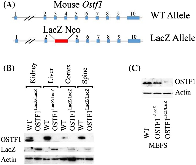 PMC5680368 – Fig1
