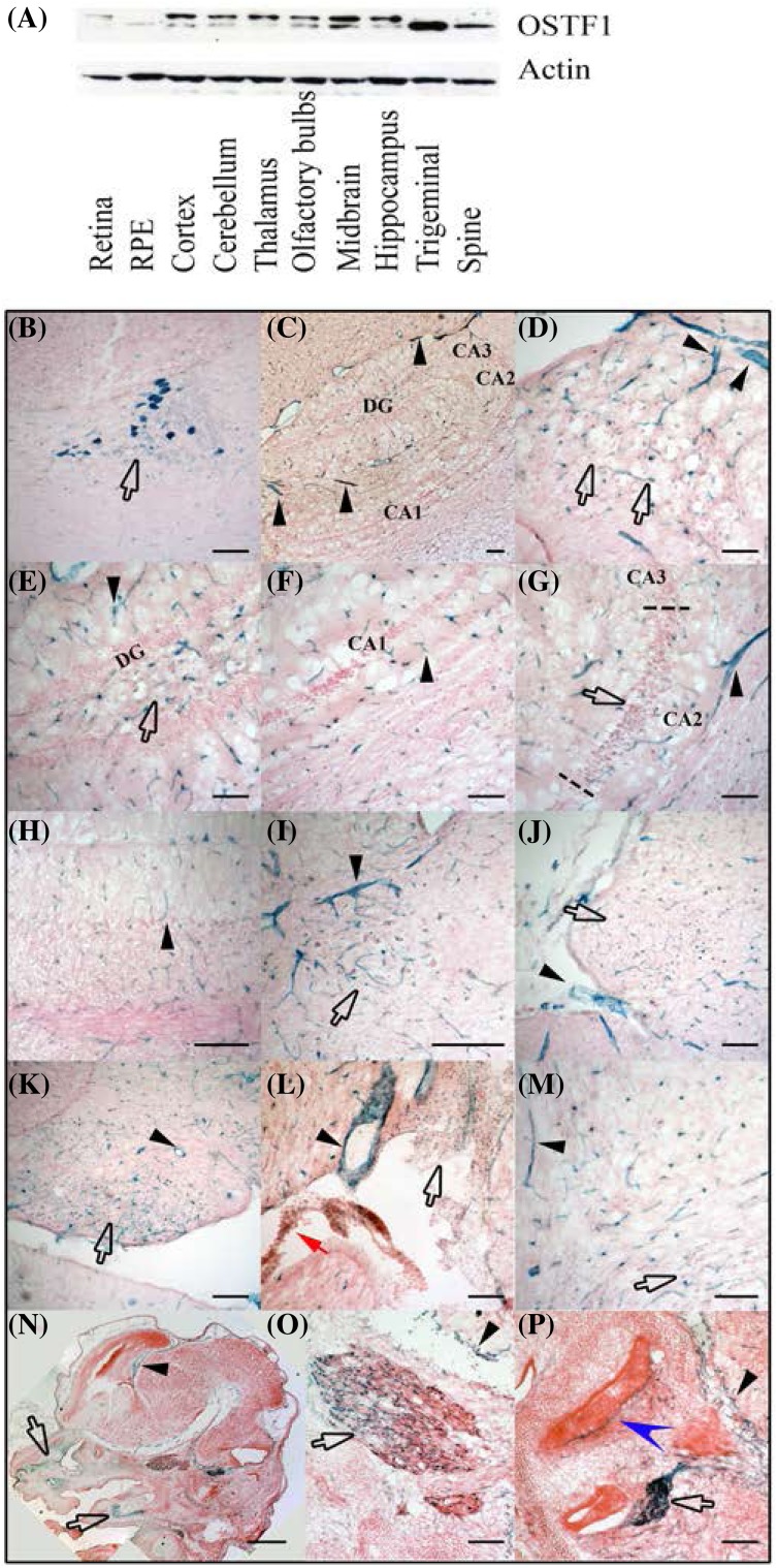 PMC5680368 – Fig2