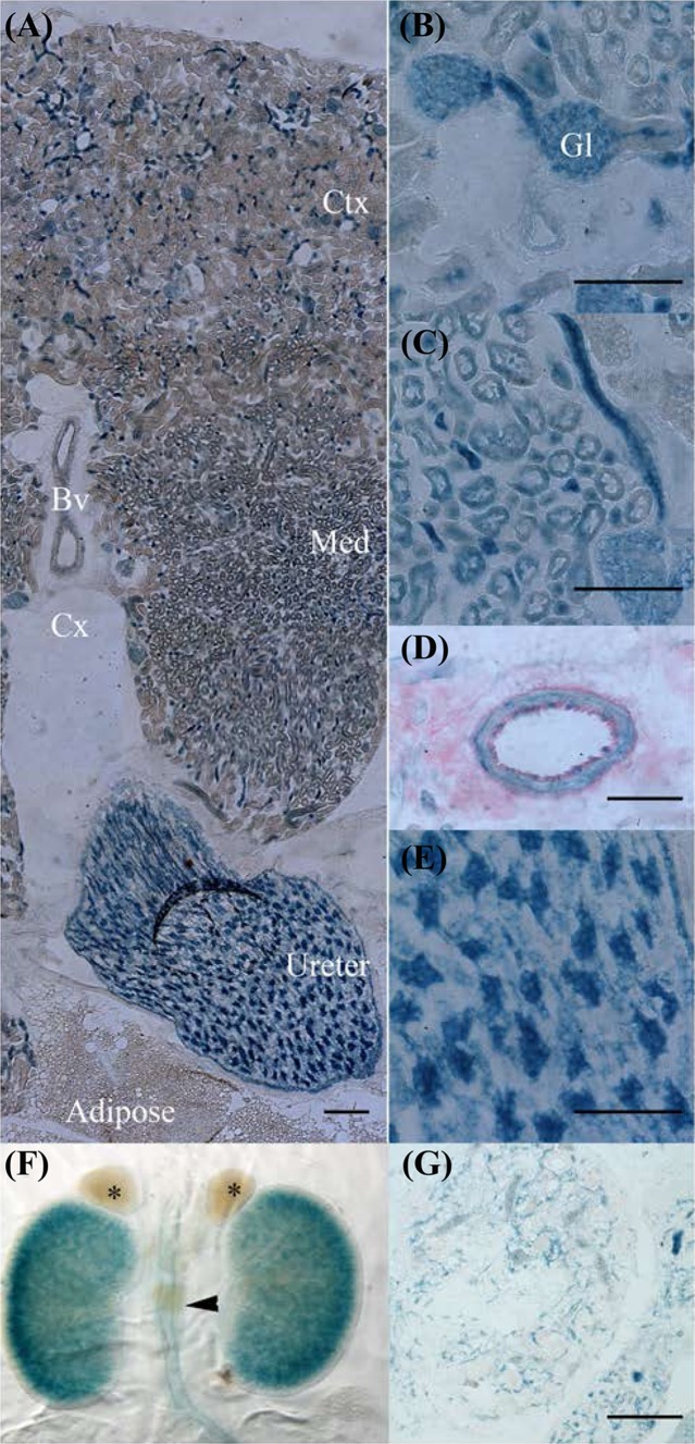 PMC5680368 – Fig7