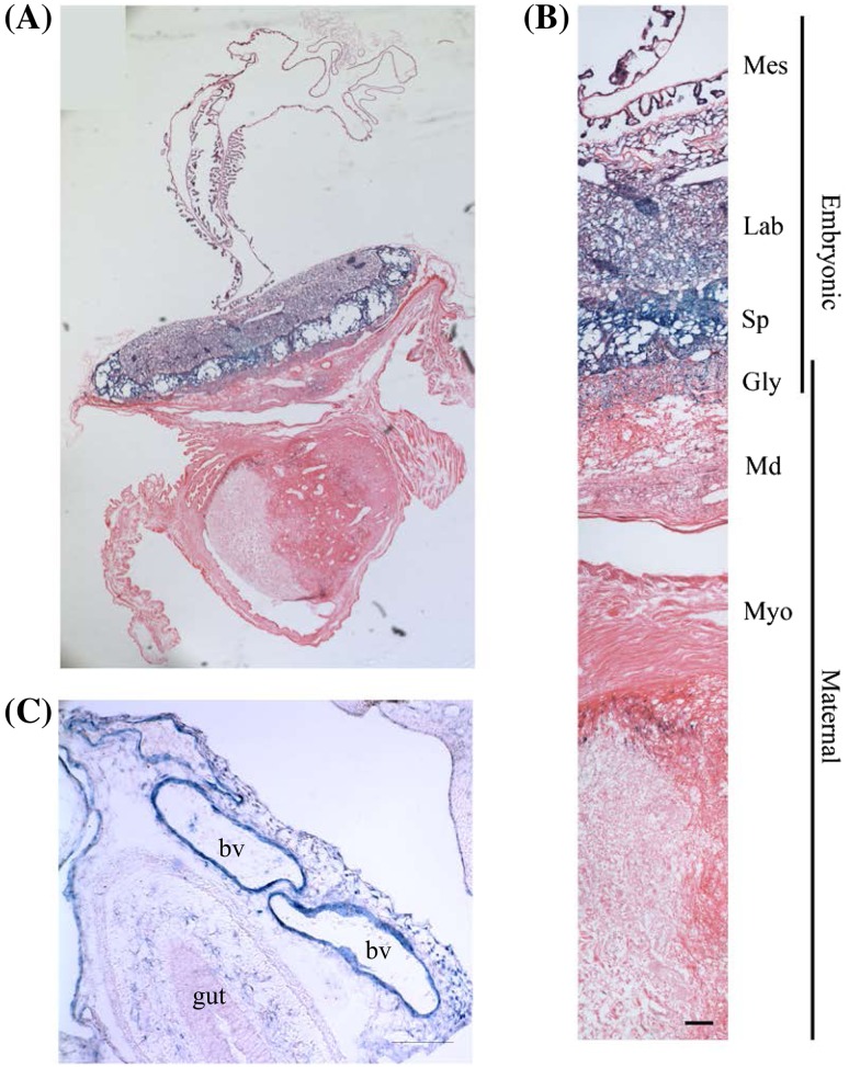 PMC5680368 – Fig8
