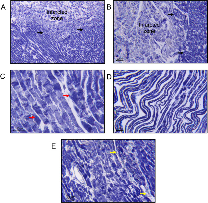 PMC12325465 – Fig1