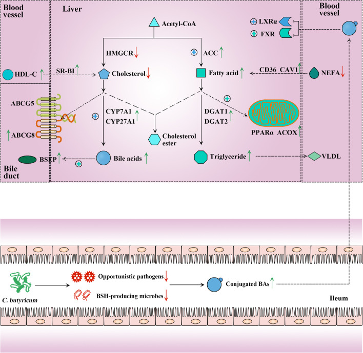 PMC10009951 – Fig7