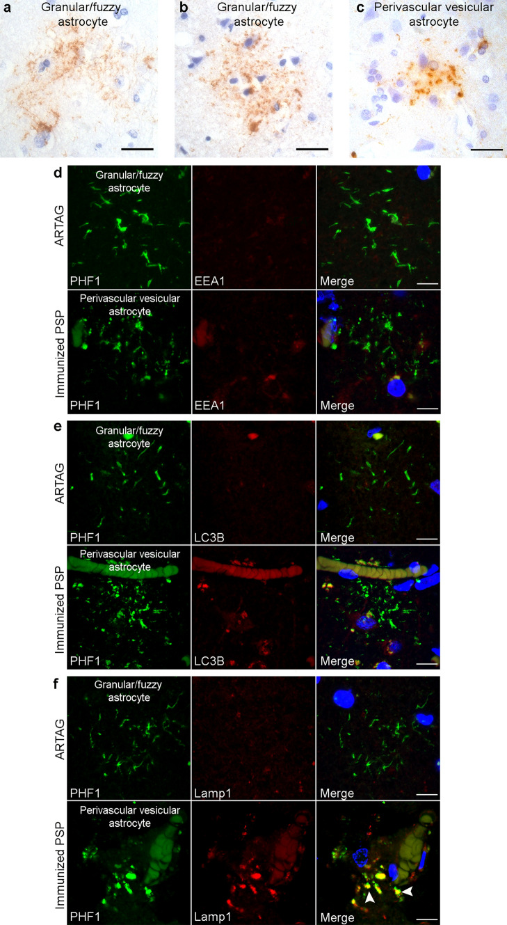 PMC8270872 – Fig5