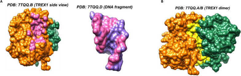 PMC12206365 – Fig6