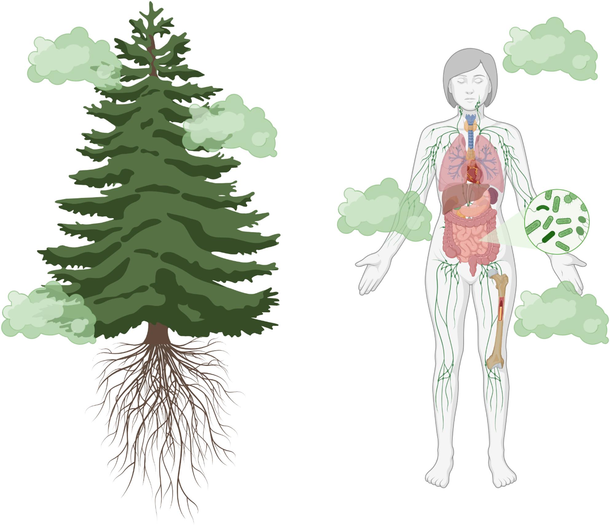 PMC12910803 – Fig2