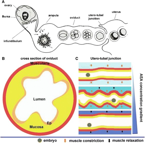 PMC5041313 – Fig3