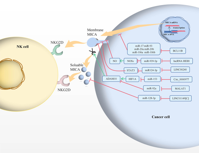 PMC10546648 – Fig5