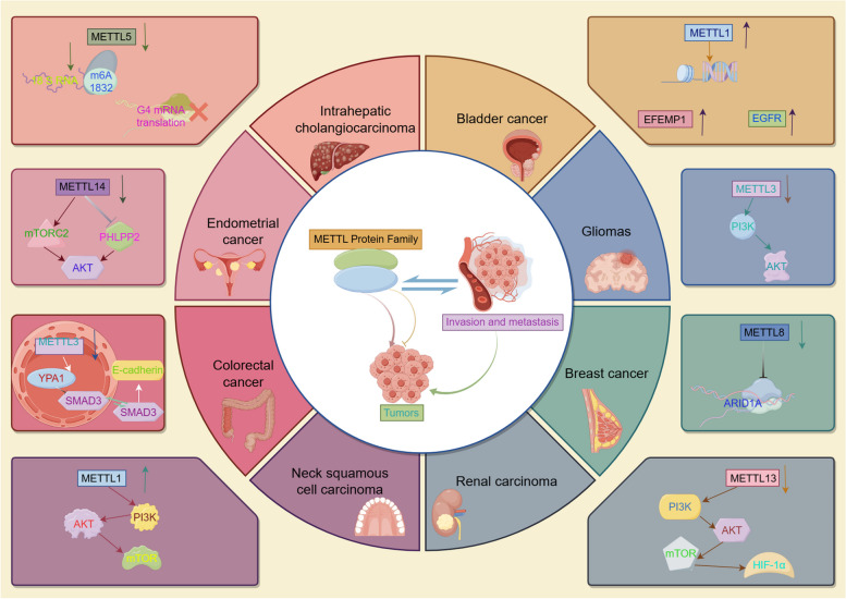 PMC11409517 – Fig3