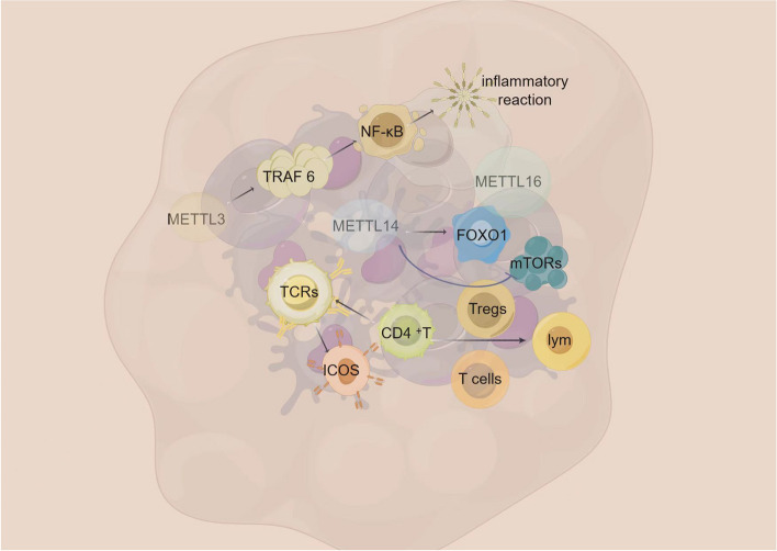PMC11409517 – Fig4