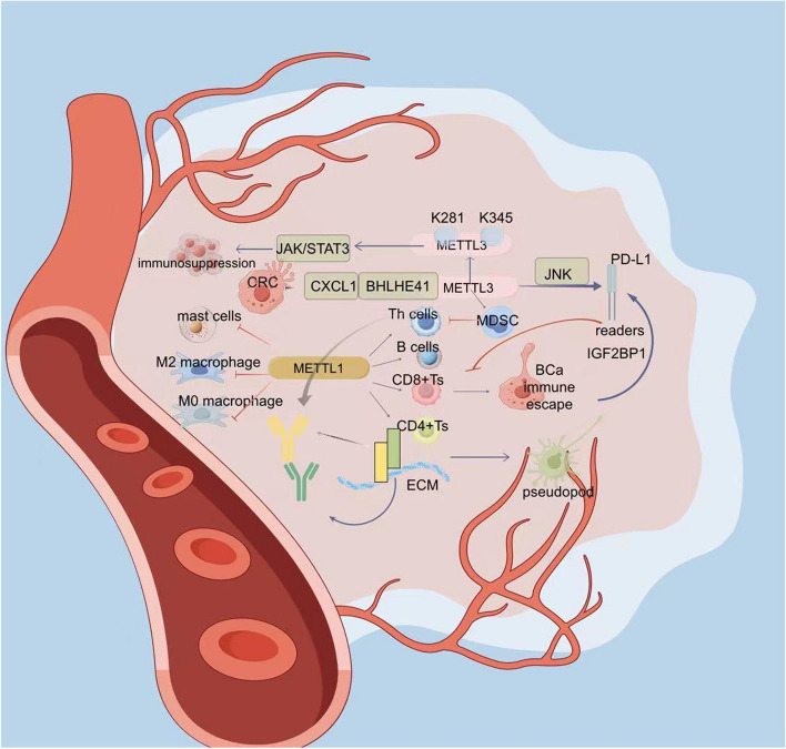 PMC11409517 – Fig5