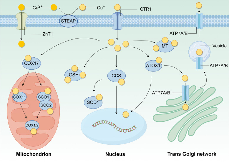 PMC11529036 – Fig1