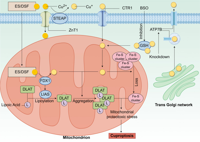 PMC11529036 – Fig2
