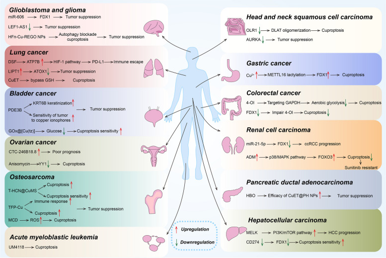 PMC11529036 – Fig3
