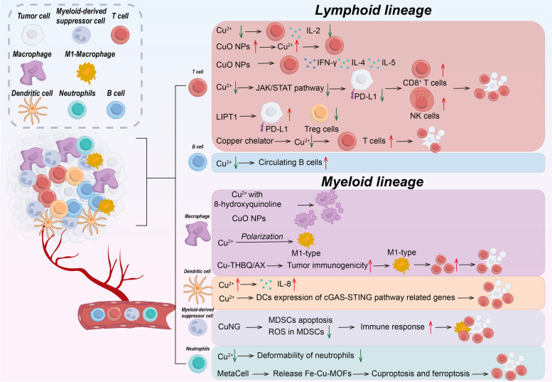 PMC11529036 – Fig4