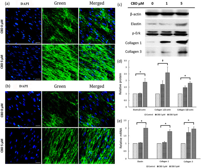 PMC11192675 – Fig7
