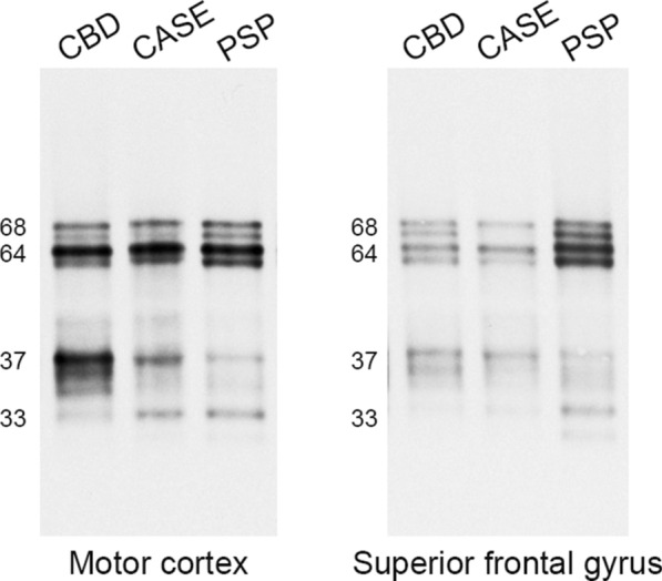 PMC10236843 – Fig4