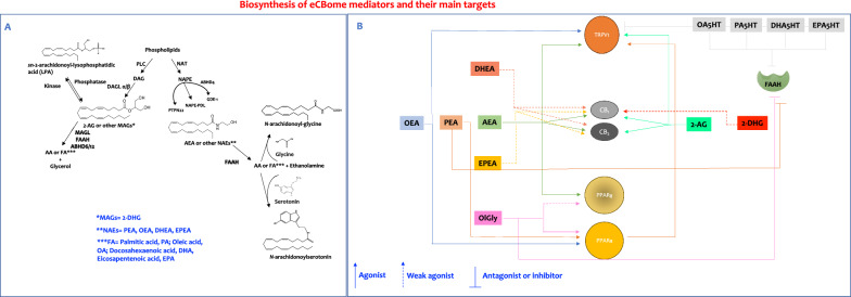 PMC11241935 – Fig11