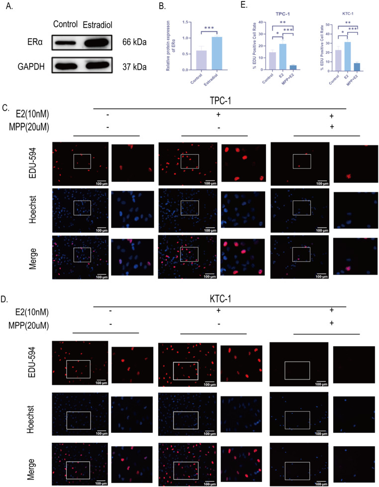 PMC11876195 – Fig5