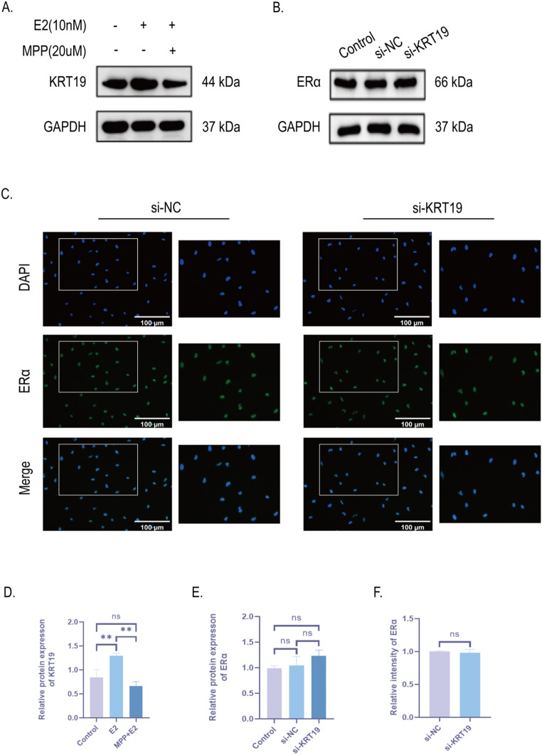 PMC11876195 – Fig8