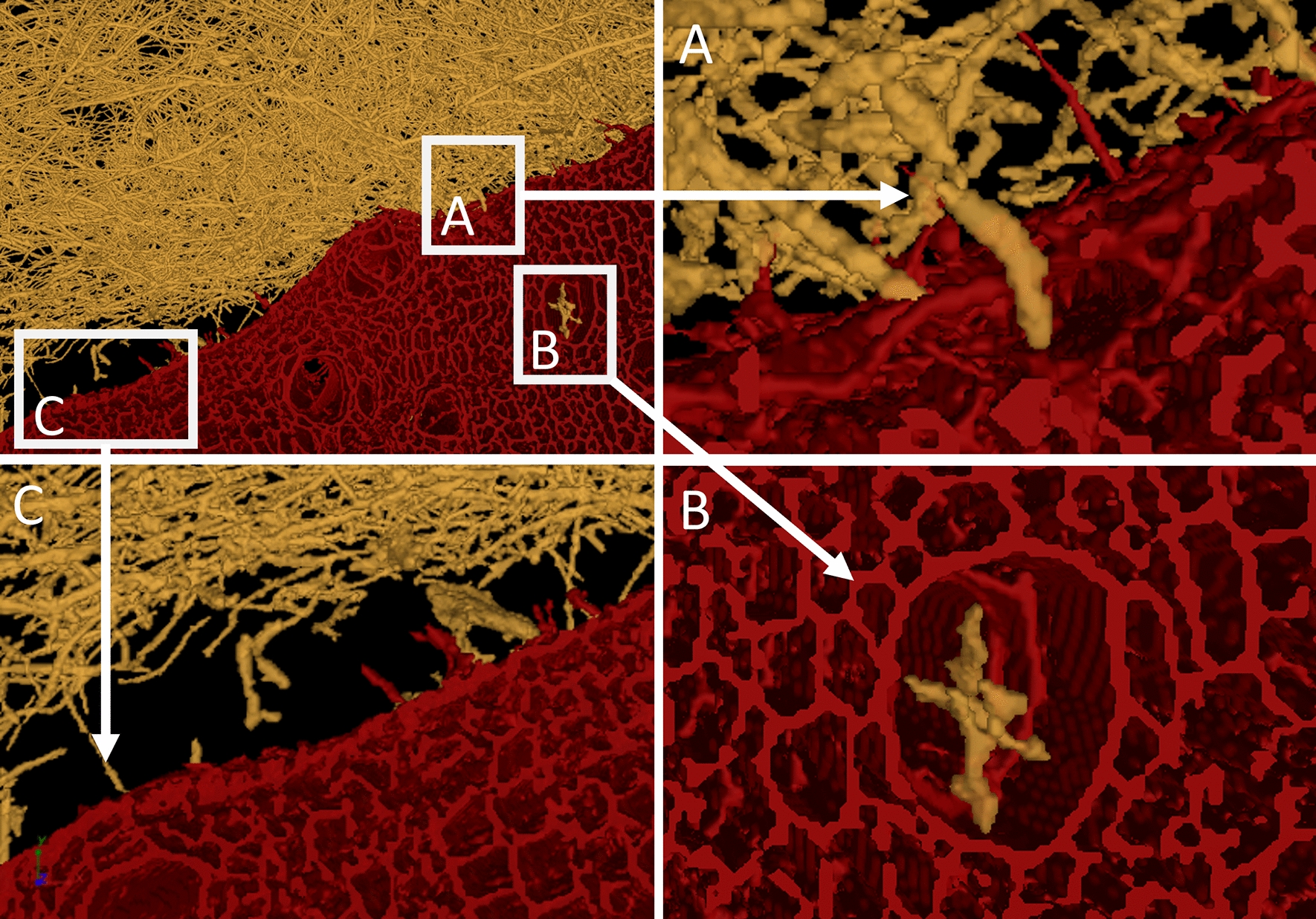 PMC10694974 – Fig8