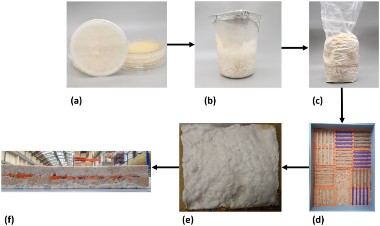 PMC12598823 – Fig7