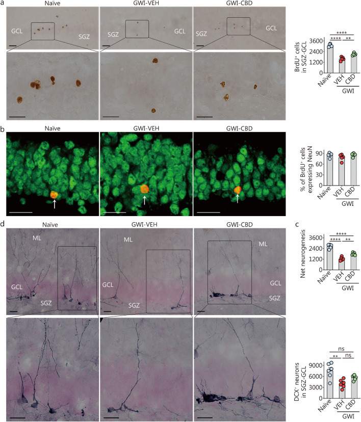 PMC11340098 – Fig8