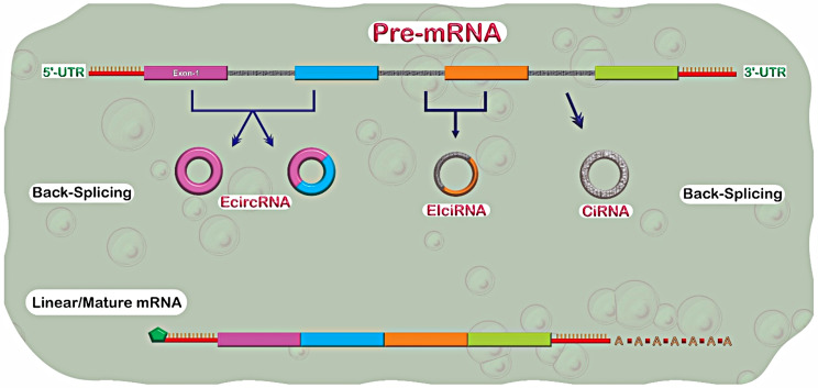 PMC11572108 – Fig2