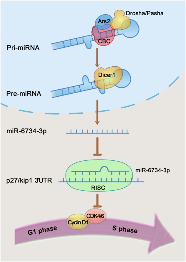 PMC6756072 – Fig8