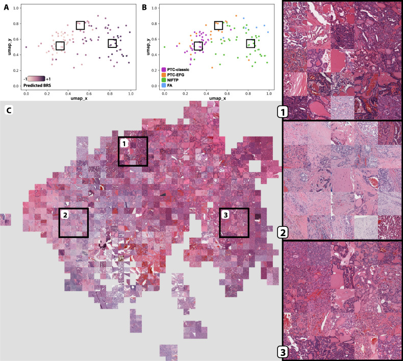 PMC8064913 – Fig4