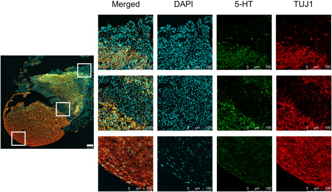 PMC11541203 – Fig5