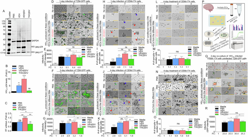 PMC12999493 – Fig2