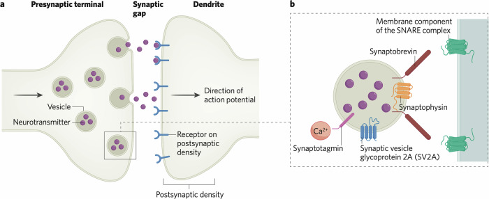 PMC11525650 – Fig1
