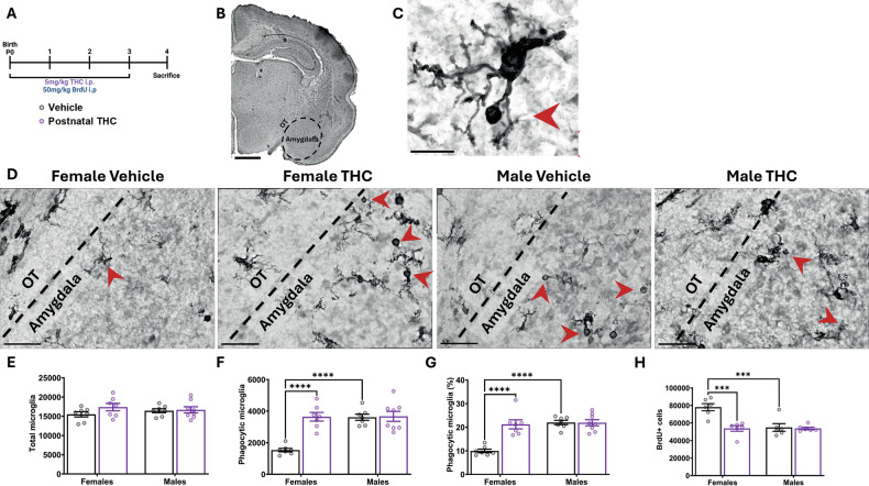 PMC12436615 – Fig2