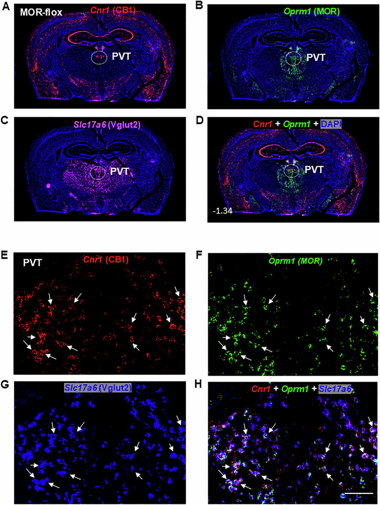 PMC12708859 – Fig1