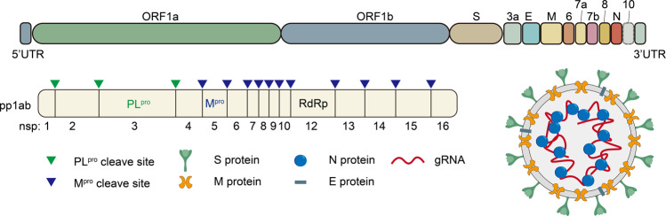PMC9719906 – Fig1