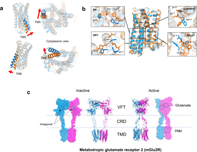 PMC10154768 – Fig4