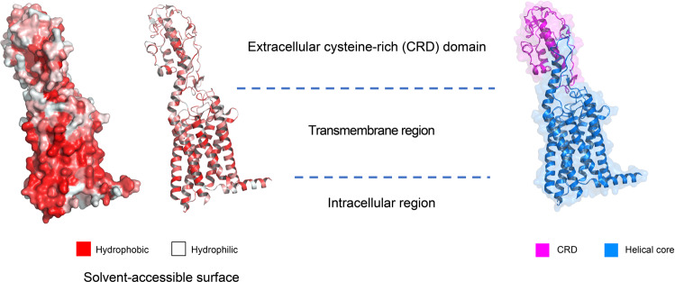 PMC10154768 – Fig9