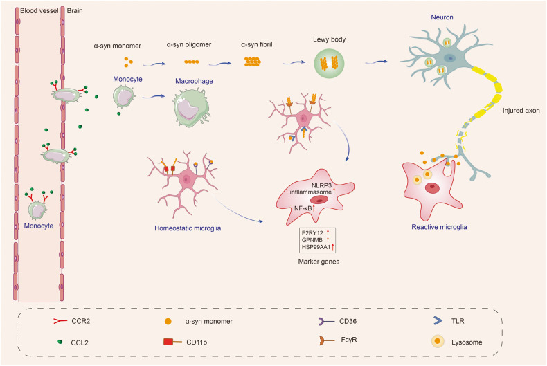PMC10514343 – Fig3