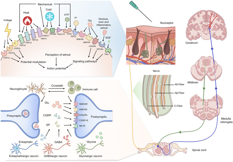 PMC11162504 – Fig3
