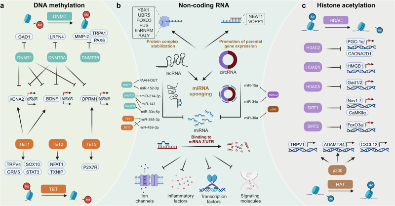 PMC11162504 – Fig5