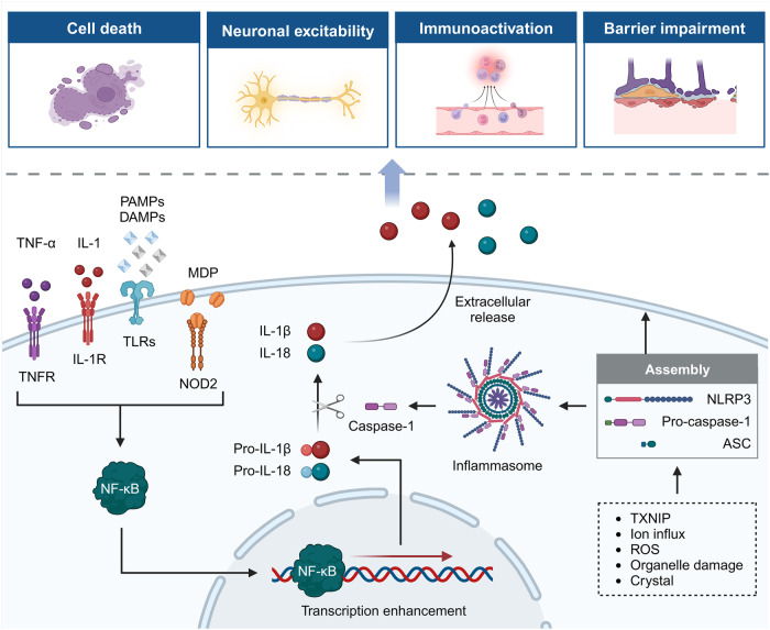 PMC11162504 – Fig6